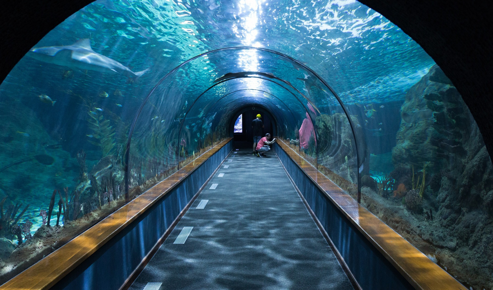 shark-tunnel-473012_1920